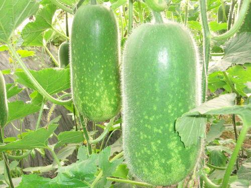 东瓜娱乐中老年吃瓜,中老年群体乐享“吃瓜”时光 第1张 东瓜娱乐中老年吃瓜,中老年群体乐享“吃瓜”时光 第1张